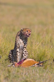 Cheetah (Acinonyx jubatus) with Thomson's Gazelle (Eudorcas thomsonii) as prey