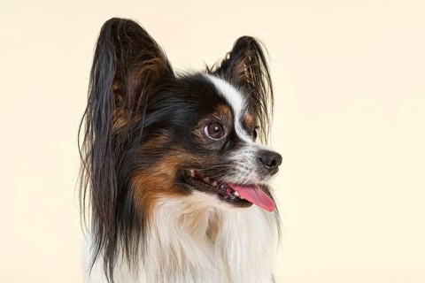 Papillon