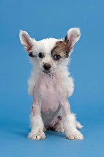 Chinese Crested Dog