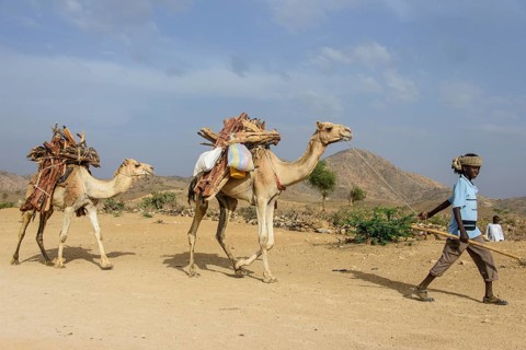 Boy and camels loaded with firewood walking through Keren