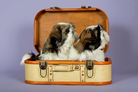 Two Shih Tzu puppies