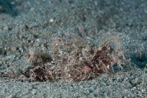 Ambon Scorpionfish (Pteroidichthys amboinensis) adult