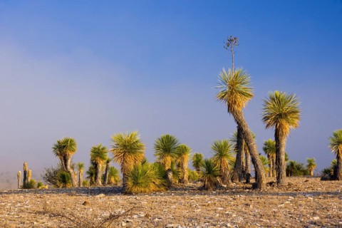 Bioconvex Denticulate Leaf-Yucca (Yucca queretaroensis) near Los Temporal