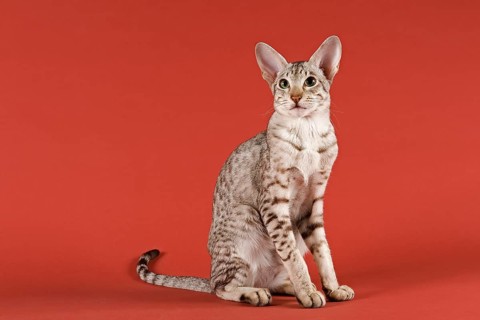 Oriental Shorthair cat