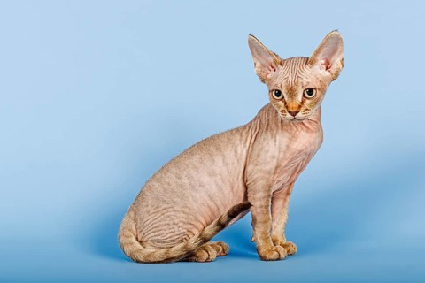 Devon Rex cat