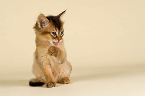 Somali kitten