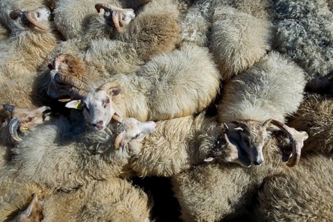 Flock of sheep in a pen