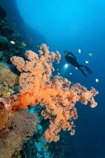 Divers on coral reef cliff looking at large soft coral (Dendronephthya sp.)