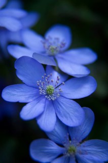 Hepatica (Anemone hepatica)