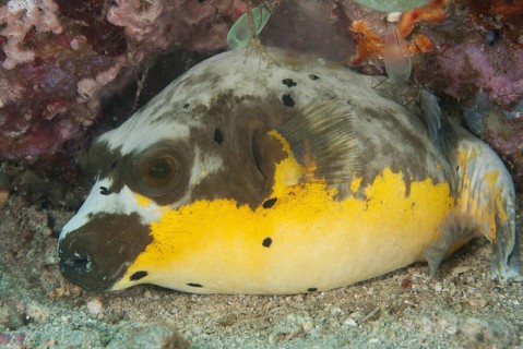 Black-spotted Puffer (Arothron nigropunctatus) adult