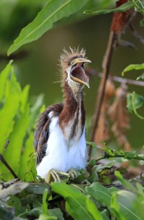 Tricoloured Heron (Egretta tricolor)