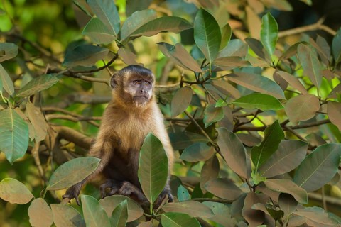 Tufted Capuchin (Cebus apella)