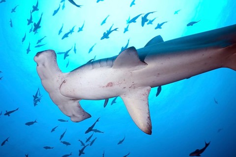 Scalloped Hammerhead Shark (Sphyrna lewini)