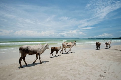Cows walking on the beach