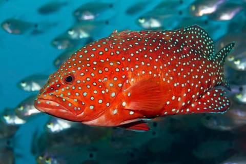 Coral hind (Cephalopholis miniata) in shoal of Red Sea dwarf sweepers (Parapriacanthus guentheri)