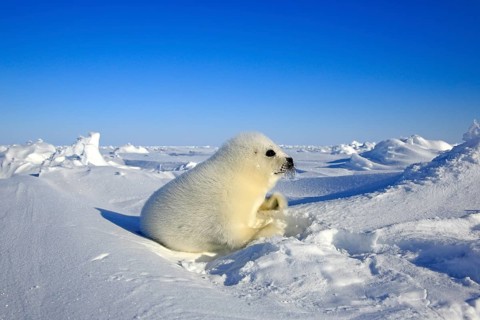 Harp seal (Pagophilus groenlandicus