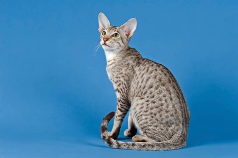 Pedigree cat