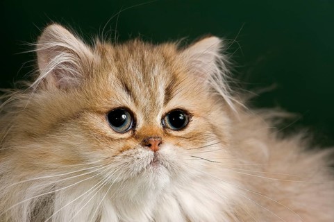 Persian Kitten