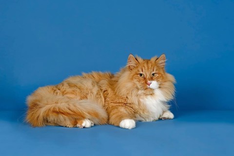 Norwegian Forest Cat
