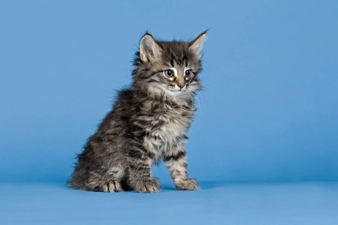 Norwegian Forest Cat
