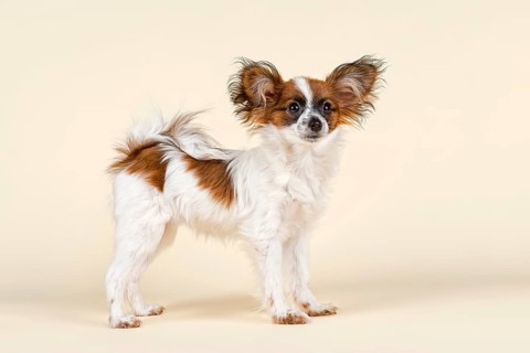 Papillon puppy