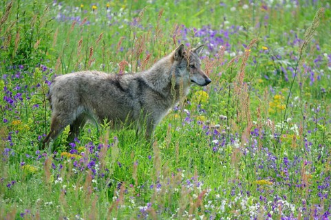 Appeninian Wolf (Canis lupus) on a spring meadow with Etruscan Violets (Viola etrusca)