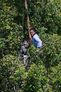 Farmer harvesting cloves