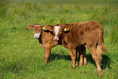 Two calves
