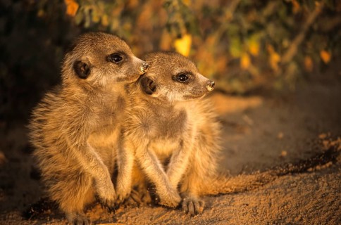 Young Meerkats (Suricata suricatta) huddled together by burrow in evening light