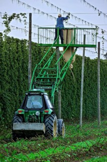 Cleaning of the wire racks after the hop harvest