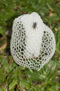 Veiled Lady Mushroom (Phallus indusiatus)