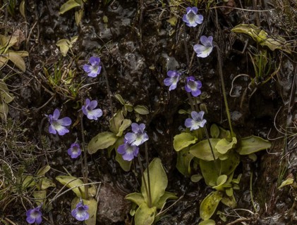 Corsican Butterwort (Pinguicula corsica)