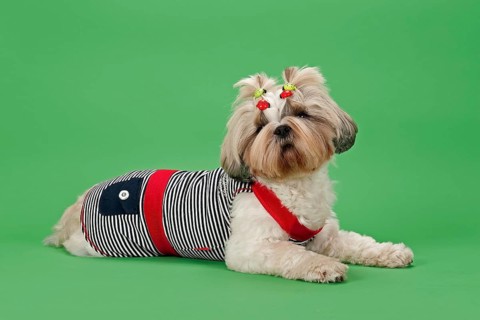 Shih Tzu dog