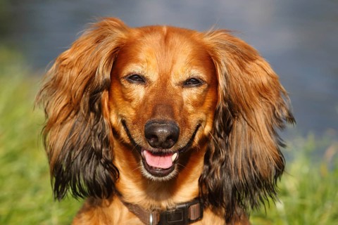 Long-haired dachshund