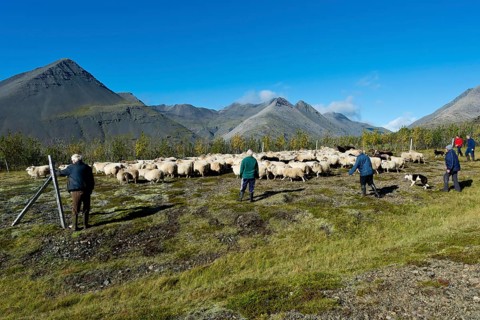 Flock of sheep being rounded up