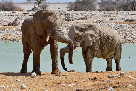 African Elephants (Loxodonta africana)