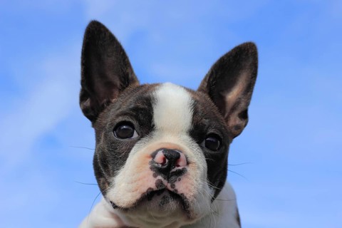 Boston Terrier bitch