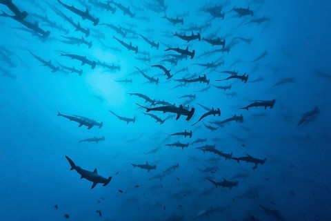 School of Scalloped Hammerheads (Sphyrna lewini)