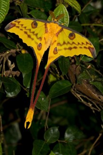 Comet Moth (Argema mittrei)