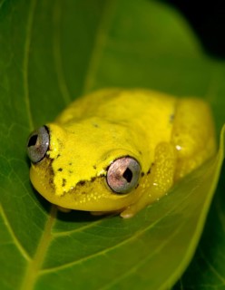 Blue-back reed frog (Heterixalus madagascariensis)