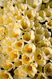 Wild Crocus (Crocus chrysanthus 'Cream Beauty')