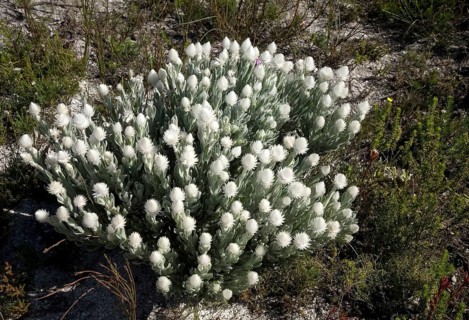 Everlastings (Syncarpha vestita)