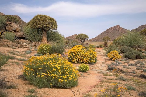 Spring in Goegap nature reserve with Skaapbos bushes (tripteris oppositifolia)