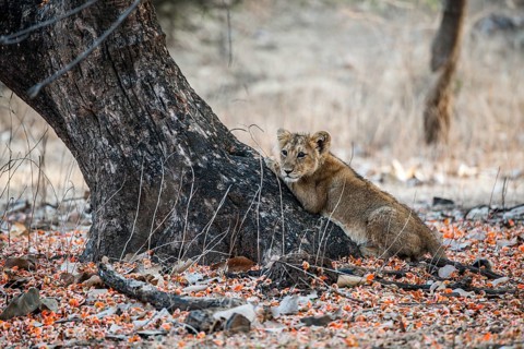 Asiatic lion (Panthera leo persica) cub scratching a tree