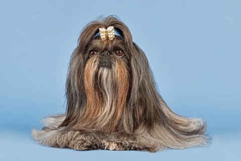 Shih Tzu