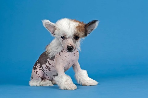Chinese Crested Dog