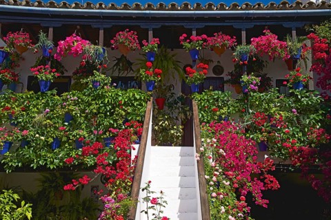 Flower-bedecked inner courtyard during the Fiesta de los Patios