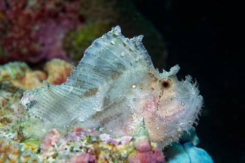 Leaf scorpionfish (Taenianotus triacanthus)