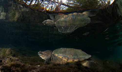Common Snapping Turtle (Chelydra serpentina)