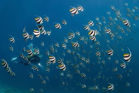 Scuba diver in a school of Schooling Bannerfish (Heniochus diphreutes) over a coral reef